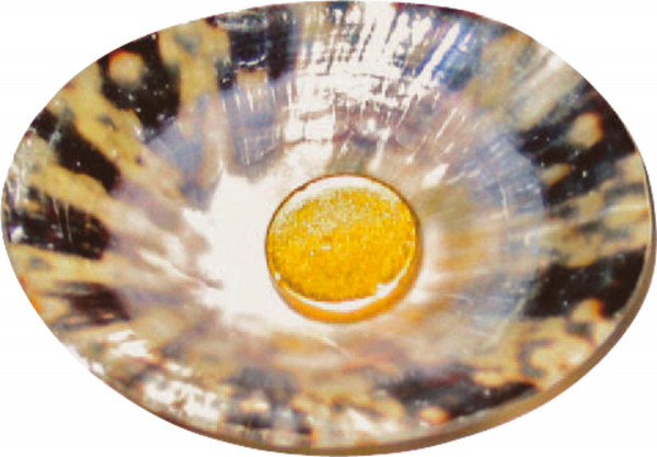 Horus Muschelgold/Muschelsilber