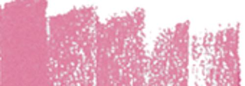 Rosa neontone